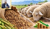 آغاز پروژه تحقیقات دامی روی استفاده از تفاله مالت