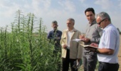 گام‌های نهایی برای معرفی ارقام کنجد متحمل به ریزش در کشور/ بسترسازی برای برداشت مکانیزه دانه‌های روغنی