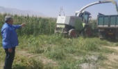 نقشآفرینی پردیس تحقیقات بروجرد در الگوسازی کشتهای بهرهور/ برداشت موفق ذرت علوفهای در ۲ هکتار از اراضی این مرکز