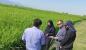 ارزیابی میدانی ۱۸ رقم و لاین برنج و بررسی راهکارهای مقابله با ورس در علیآباد کتول