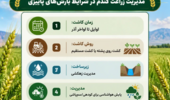 توصیههای فنی محققان مرکز تحقیقات کشاورزی صفیآباد برای کشت گندم در پاییز پربارش