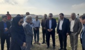 پایش مزارع پنبه شهرستان مانه