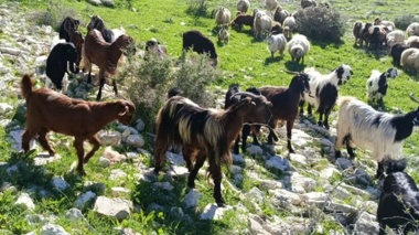 مراتع مسیر بوشهر به گناوه و دیلم سپر حفاظتی راه‌ها و منابع طبیعی