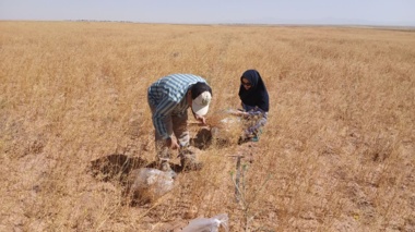 برداشت محصول کاملینا از پایلوت آزمایش کشت مستقیم کاملینا در روستای تاج آباد شهرستان آشتیان