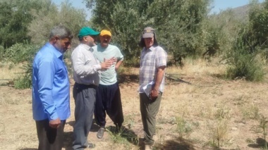 کارگاه آموزشی «شناخت چالش‌های زیستی پسیل زیتون و مدیریت علمی کنترل آن» برگزار شد