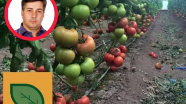 بذر هیبرید داخلی در گوجه‌فرنگی و فلفل به سطح رقابت با نمونه‌های خارجی رسیده است