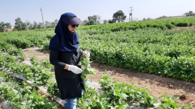 بازدید از پروژه امکان‌سنجی فنی کاربرد خاک‌پوش پلاستیکی و آبیاری قطره‌ای زیرسطحی بر عملکرد و بهره‌وری آب لوبیا چیتی