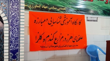 مدیریت علف‌های هرز؛ گامی مؤثر برای افزایش بهره‌وری مزارع گندم ارزوئیه