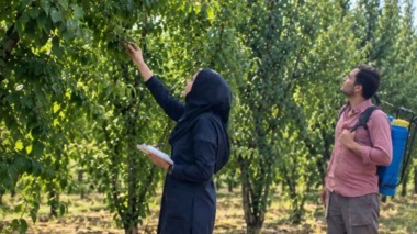 اجرای طرح پژوهشی تغذیه نیتروژنی درختان هسته‌دار پس از برداشت محصول در گلستان