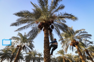 نخلستانهای خوزستان در معرض خشکسالی و تغییر اقلیم