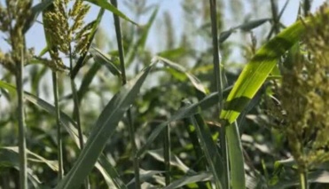 بازدید از ایستگاه مرکزی و نظارت بر روند آبیاری مزارع قصیل جو و مزارع پرورشی و تکثیری