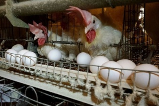 بهبود رشد و سلامت جوجه‌ها با تغذیه داخل‌تخم‌مرغی نوآورانه