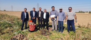 بازدید از پروژه تهیه وارزیابی فامیل‌های نیمه خواهری چغندر لبویی در ایستگاه تحقیقات کشاورزی اراک