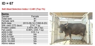 طراحی و انتشار سومین کاتالوگ اصلاح نژاد گاومیش بومی استان خوزستان