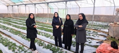 بازدید محقق معین و یاوران تولید از گلخانه‌های توت‌فرنگی ماهان