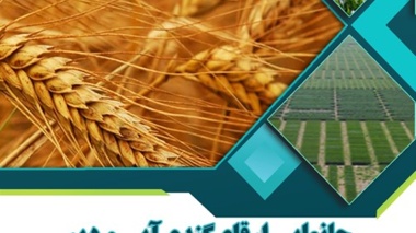 نشریه سال پنجم جانمایی ارقام گندم آبی و دیم استان خوزستان ۱۴۰۴-۱۴۰۳