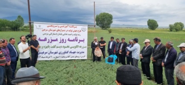 ارقام جدید نخود، کشاورزی دیم را متحول کرد