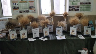 درخشش مرکز تحقیقات کشاورزی ایلام در هفته پژوهش و فناوری