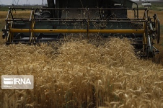کشت گندم دوروم؛ راهبرد کلیدی برای تضمین امنیت غذایی مناطق گرم و خشک