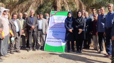 تیمار درختان نخل آلوده به سرخرطومی حنایی خرما