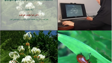 نبرد علمی برای نجات سوسن چلچراغ