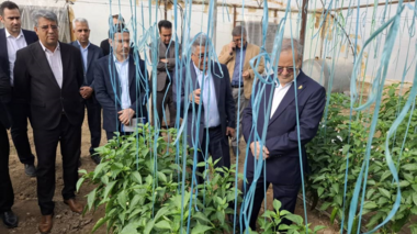 بازدید معاون وزیر و رئیس سازمان تحقیقات، آموزش و ترویج کشاورزی از گلخانه تولید بذر هیبرید فلفل در مرکز تحقیقات و آموزش کشاورزی جنوب کرمان