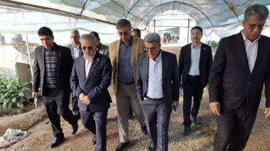 بازدید معاون وزیر و رئیس سازمان تحقیقات، آموزش و ترویج کشاورزی از گلخانه تولید بادمجان و فلفل در جیرفت