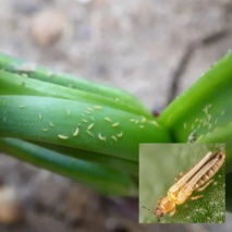 هشدار کارشناس کشاورزی درباره طغیان آفت تریپس پیاز در شرایط گرم و خشک