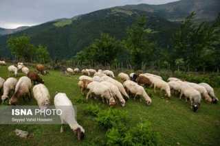 نقش تحقیقات کاربردی در پایداری تولید گوشت و معیشت عشایر کشور