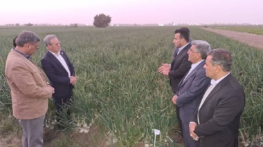 بازدید از مزرعه پیاز پروژه کنترل علف هرز اویارسلام با استفاده از علف‌کش گارد