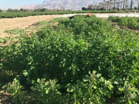 بررسی سازگاری و پایداری لاین‌های منتخب کینوا در ایستگاه تحقیقات کشاورزی برازجان