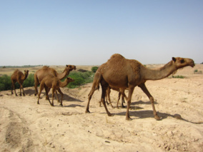 مطالعه شترهای بومی استان خوزستان در فهرست آثار منتخب گزارش جهانی فائو قرار گرفت