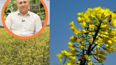 تقویت مزارع کلزای دیرکاشت برای جبران کاهش عملکرد