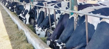 تغذیه دقیق دام؛ راهبرد علمی برای پایداری اقتصادی تولید محصولات دامی