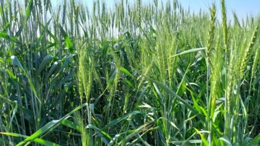 برگزاری کارگاه آموزشی – ترویجی تغذیه بهینه گندم