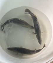 واگذاری ۹۰ مولد باس دریایی آسیایی زودرس به دو بخش خصوصی در جزیره قشم و بوشهر