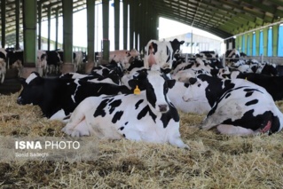 نقش فناوری‌های ژنومیک در شتابدهی بهبود ژنتیکی دام