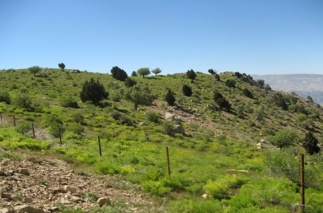 ذخیره‌گاه‌های جنگلی خوزستان، گنجینه‌ای در آستانه نابودی