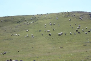 پژوهشگر خوزستانی: تغییرات اقلیمی و چرای بی رویه دام، مراتع استان را تهدید می‌کند