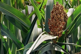 کشت سورگوم راهکار عملی کاهش فشار کم‌آبی بر نهاده‌های دامی