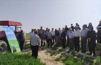 برگزاری مانور آموزشی - ترویجی کنترل علف‌های هرز گندم در شهرستان گناوه