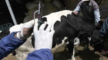 عدم خلل در تولید شیر در سطح استان با اقدامات به موقع در کنترل بیماری تب برفکی