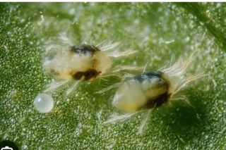 معرفی ارقام مقاوم گلایول به کنه تارتن دولکه ای