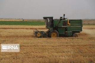 راهکارهای محقق خوزستانی برای مهار علف‌های هرز در مزارع گندم