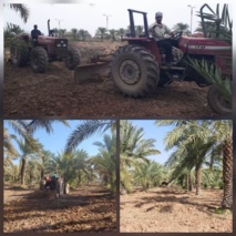 مبارزه مکانیکی با علف های هرز کف نخلستان ستاد پژوهشکده خرما و میوه های گرمسیری