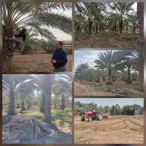 انجام عملیات پاکسازی نخل ها نخلستان ستاد پژوهشکده خرما و میوه‌های گرمسیری