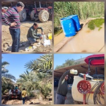 تغذیه نخل های نخلستان ستاد پژوهشکده خرما و میوه‌های گرمسیری با نظارت مستقیم جعفرنژادی رئیس پژوهشکده خرما