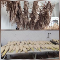 خرید اسپات و آماده سازی آن جهت عملیات گرده افشانی