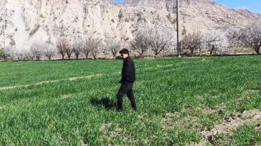بازدید کارشناسان گیاه‌پزشکی مرکز تحقیقات کشاورزی لرستان از مزارع گندم و جو پلدختر و معمولان