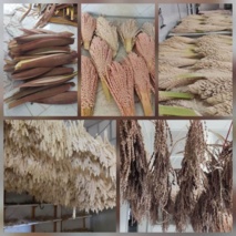 ذخیره سازی اصولی گرده جهت گرده افشانی درختان خرما کلکسیون خرمای ام التمیر